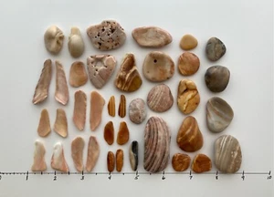 38 Natürliche Muschel Muschel glatt Muschel Fragmente Strand Schmuck Kiesel Kunst Handwerk Taxis - Bild 1 von 13