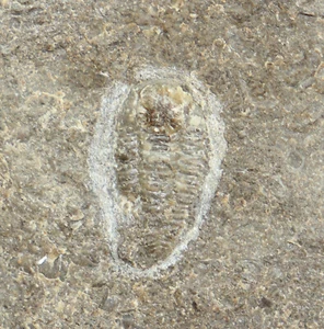 Trilobit, Peltura scarabaeoides, Kambrium, Varnhem, Skövde, Schweden -f890 - Bild 1 von 5