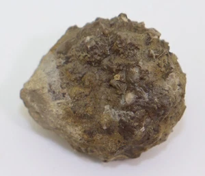 Crinoide, Rhipidocrinus aculeatus, Devon, Givet, Gerolstein, Deutschland-L360 - Picture 1 of 8