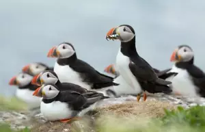PÓSTER BRILLANTE FRAILECILLOS PÁJARO IMPRESIÓN FOTOGRÁFICA copetudo cuerno océano 4911 - Imagen 1 de 1