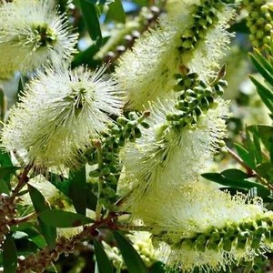WHITE WILLOW BOTTLEBRUSH 15,000 SEEDS WEEPING NATIVE CALLISTEMON SALIGNUS BULK - Picture 1 of 3