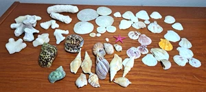 Bag of 57 Shells Natural Cauliflower Coral Sand Dollars Clamshell Aquarium Craft - Picture 1 of 8