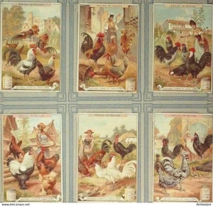 Chromo Liebig s 531 Races de Poules - Picture 1 of 2