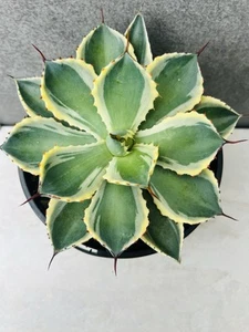 Agave Kissho Kan , White Variegated ,155mm Pot - Picture 1 of 2