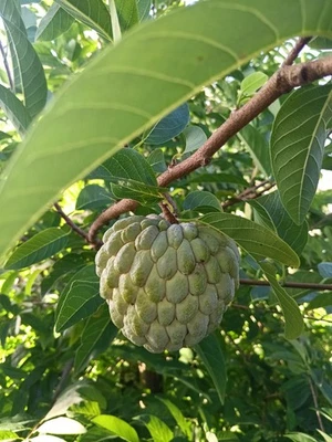 Annona squamosa сладости сахар яблоко фрукты органические 200 семян Флорида 2025 сезон - Изображение 1 из 3