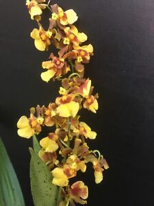 Oncidesa Goldflakes Blooming Size Orchid Plant #14