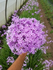 5 Plantas de Tulbaghia Violacea Flor de Ajo COMESTIBLE ECOLOGICA - Imagen 1 de 5