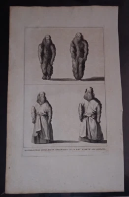 1725 engraving mandragoras plant mandrake roots human figures magic superstition - Image 1 of 4