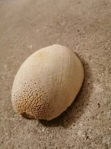 Versteinerte Schnecke Fossil Dekoration Sammler - Bild 1 von 3