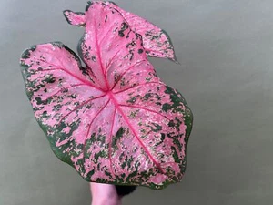 Caladium Pink Beauty - Bild 1 von 2