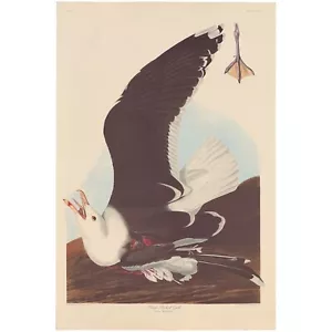 Audubon Amsterdam Ed. Double Elephant 1971 lithograph Pl 241 Black Backed Gull - Picture 1 of 2