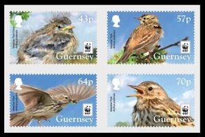 132.GUERNSEY 2017 Juego / 4 Sellos Endangered Aves, Prado Pipit , W. W. F . MNH - Imagen 1 de 1