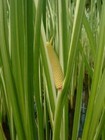 Acorus calamus (Sweet flag) - Marginal Pond Plants  - Pond Plants - Water Pla...