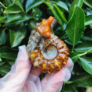 Caracola de colección mineral caracol cuerno de oveja fósil piedra cristal natural 139G - Imagen 1 de 12