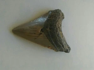2-3/8" MakoShark Tooth Necklace - Picture 1 of 5