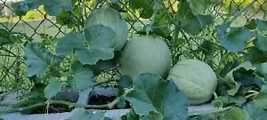 30+ (Noir des Carmes) Cantaloupe seeds/ Dưa lưới / for 2024 season - Picture 1 of 4