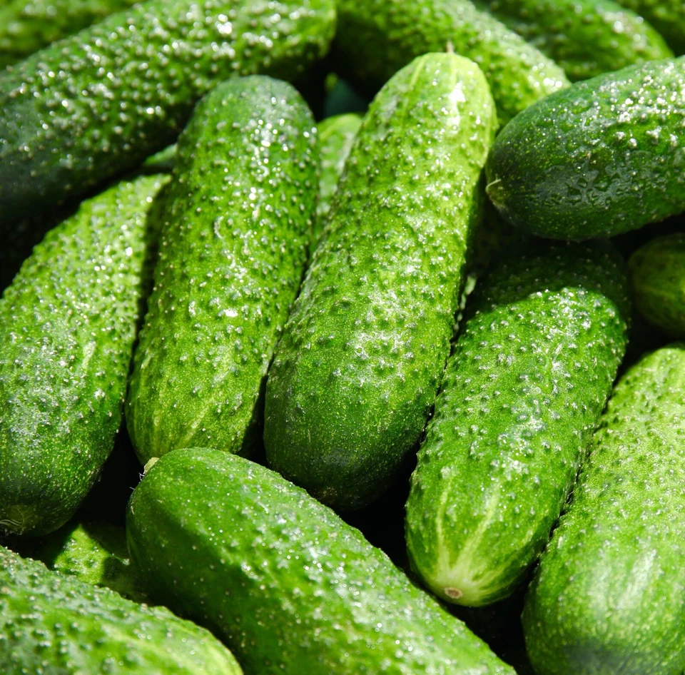 Gherkin F1 Adam Pickling Gherkin Cucumber - 20x Seeds - Vegetable - Image 1 of 1