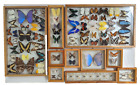 Framed Multiple Species Butterfly Taxidermy 10-piece set