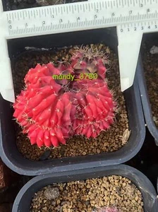 RareSucculent Gymnocalycium stenopleurum var. Cristata Variegated 4-5CM random - Picture 1 of 7