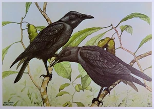 Rex Brasher Bird Print, Common Crow on Pawpaw Tree, 16x12 in. - Picture 1 of 3