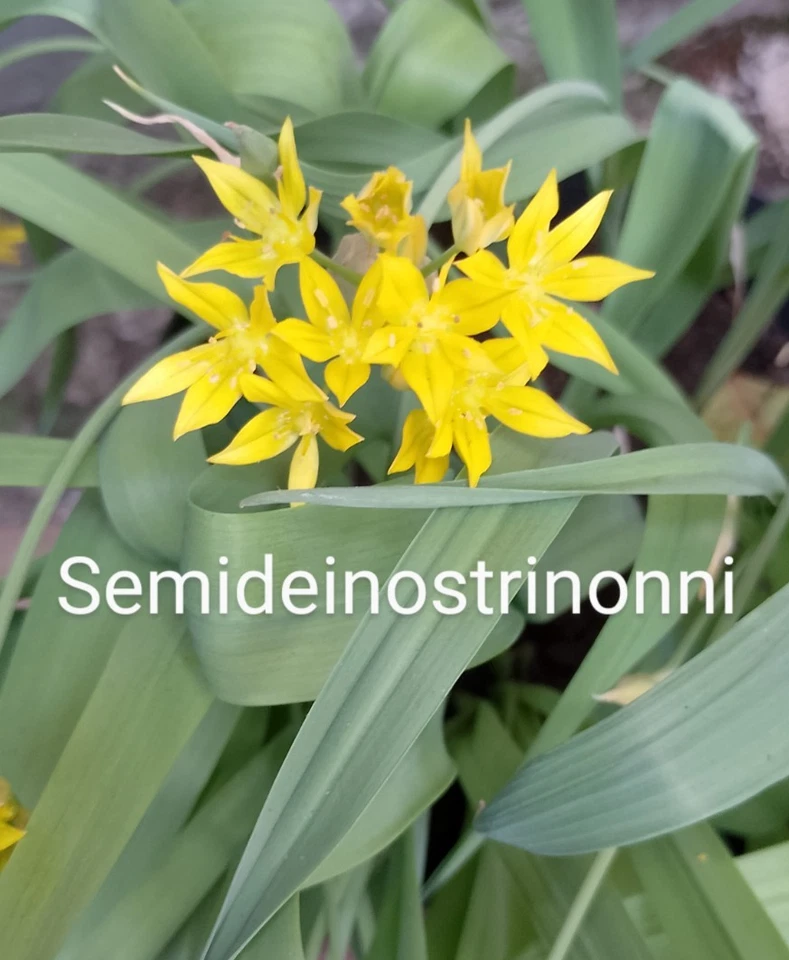 10 bulbi  2025 Allium moly Aglio giallo Allium aureum ornamentale no semi - Immagine 1 di 1