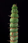 *SPIRALIS* Eulychnia castanea ew kaktusy Ariocarpus Astroftum Cereus