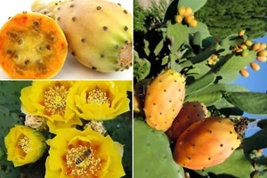 20++ Yellow Prickly Pear Seeds (Opuntia F. indica) Rare Cactus Apple, Indian Fig - Picture 1 of 6