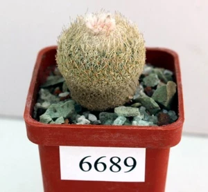 Epithelantha unguispina VM 408/6689/D30mm, raíz propia - Imagen 1 de 2