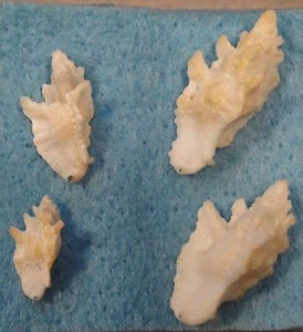 Typhis Pterotyphis Triangularis 4 Muscheln 13-24 mm S. Bimini, Bahamas 3 Fuß unter  - Bild 1 von 4