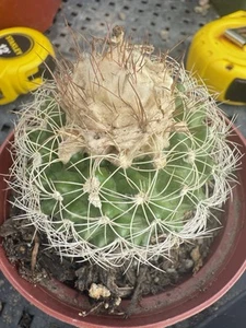 Discocactus arneispinus Flowering Size - Picture 1 of 10