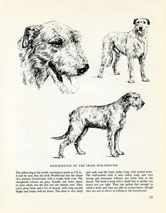 IRISH WOLFHOUND VINTAGE 1963 PRINT SKETCH PAGE ARTIST BRIDGET OLERENSHAW - Picture 1 of 1