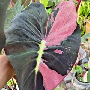 Colocasia Bombilla Viva Rosa Lava Violeta Nuevo Híbrido + Certificado Fitosanitario - Imagen 1 de 24