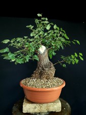 PRE BONSAI ESEMPLARE DI OLMO CAMPESTRE