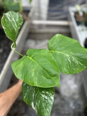 GROWJUNGLESHOP Monstera Albo Variegated