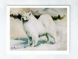 New Standing Samoyed Pet Dog In Snow Notecards - 12 Note Cards By Ruth Maystead
