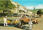 Ak Funchal (Madeira/Portugal), Ochsenkarren wartet auf Gäste