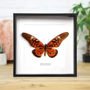 African Giant Swallowtail Framed Butterfly Handcrafted Entomology Taxidermy - Bild 1 von 3