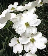 Cornus florida WHITE FLOWERING DOGWOOD Seeds! - Изображение 1 из 1
