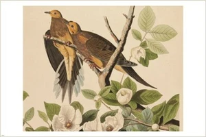 DOVES DETAILED rare bird poster AUDUBON collectors wildlife 20x30 HOT NEW - Picture 1 of 1