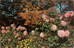 Postcard Chrome Dahlias Kingwood Center Mansfield OH PC525 - Picture 1 of 2