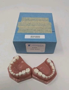Viade Products Typodent 1404 Dental Pediatric Teeth Teaching Epoxy Missing Molar - Picture 1 of 5