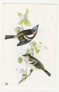 FRINGILLA COELEBS PINSON DES ARBRES EURASIAN CHAFFINCH OISEAU BIRD IMAGE CARD - Picture 1 of 2