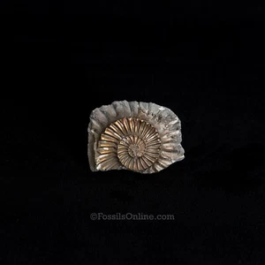 Fossil Pyritized Ammonite Negative Pleuroceras Jurassic Germany 3398 - Picture 1 of 2