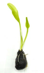 Aponogeton Ulvaceus LIVE Tropical Aquarium Plant Rare Bulb with leaves - Picture 1 of 1