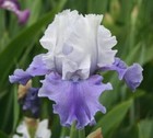 Mariposa skies Bearded Iris - Blue Buddha Farm - Easy to Grow Perennial