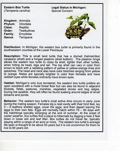 2010 Living Resource Eastern Box Turtle (solo papeleo)-Michigan DNR parche de ciervo - Imagen 1 de 1