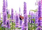 Jetzt pflanzen ! Schmetterlingsblumen Agastache anisata Bienenblume Garten Samen
