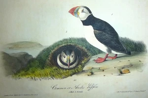 Audubon 1st ed Octavo COMMON OR ARCTIC PUFFIN Birds of America 1840 original - Picture 1 of 6