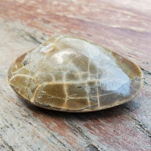 37 gr Natural Polished Bivalvia Clam Rough PELECYPODA Fossil - Picture 1 of 7