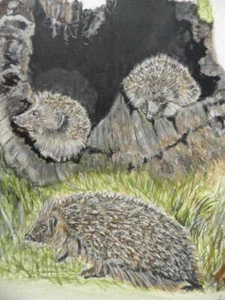Igel Studie Original Gemälde von Carol Warren - Bild 1 von 1